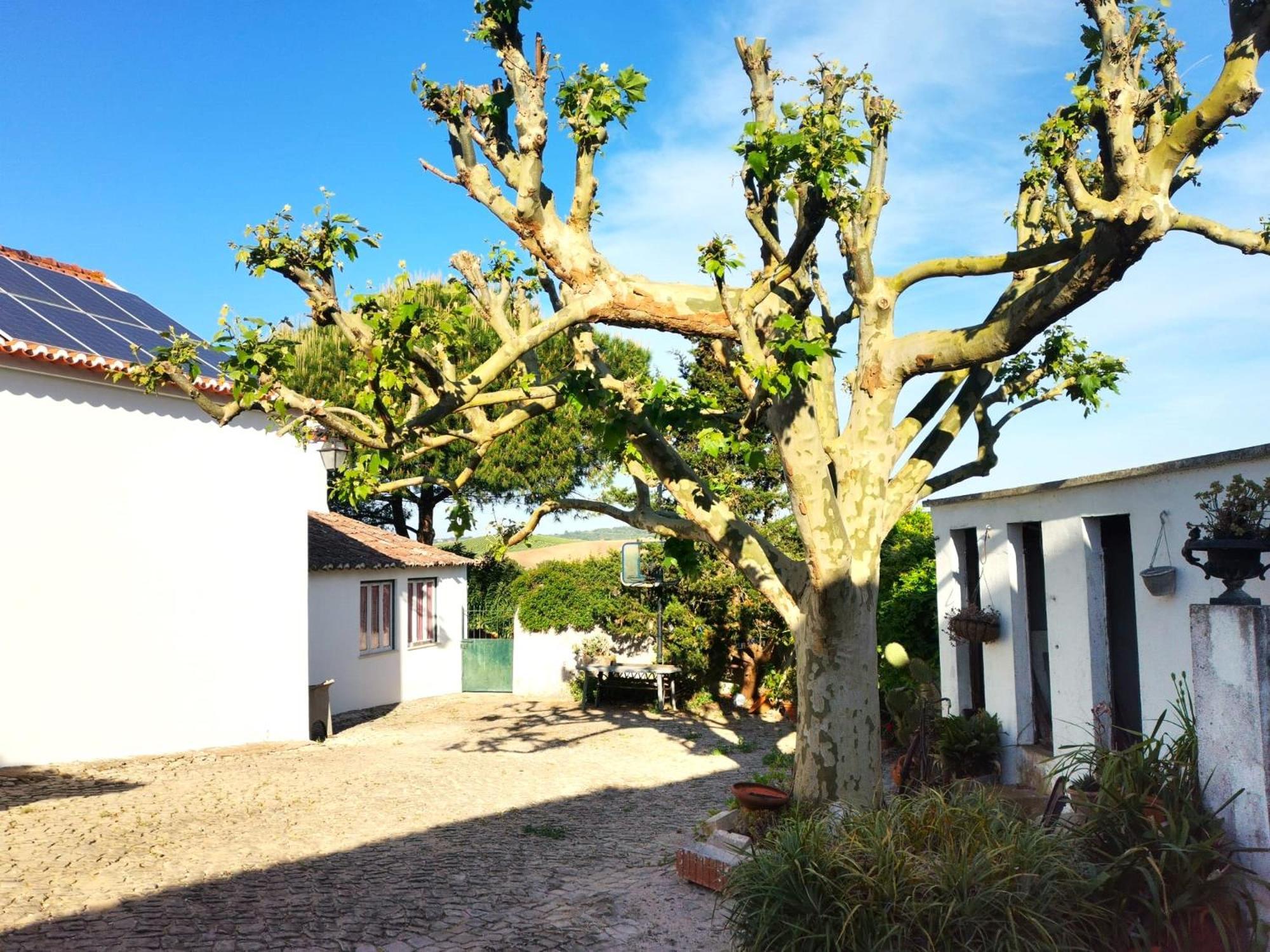 Quinta Santo Antonio Villa Pereiro da Palhacana Exteriör bild